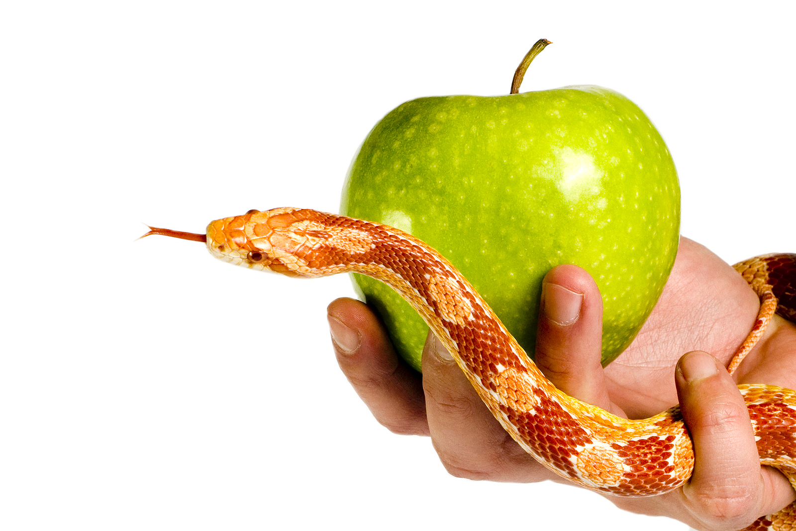 Eve temptation by snake with green apple.